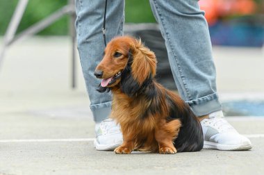 Uzun saçlı dachshund sahibinin ayaklarının dibinde oturuyor.