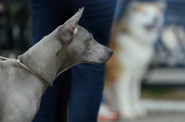 Sokaktaki Thai Riddgeback 'in portresi.