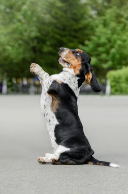 Basset Hound yazın sokaklarda komut tavşanı oynuyor.