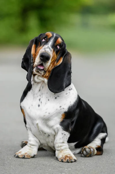 Basset Hound Sommer Freien — Stockfoto