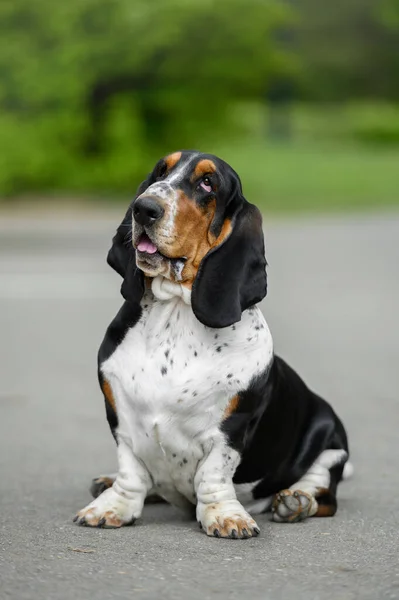 Basset Hound Sommer Freien — Stockfoto