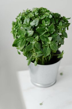 Tarafsız beyaz arka planda bir çanakta fesleğen