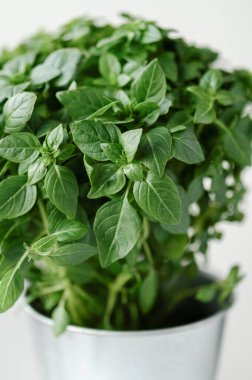 Tarafsız beyaz arka planda bir çanakta fesleğen