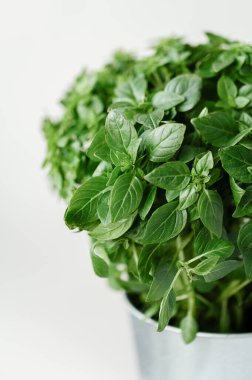 Tarafsız beyaz arka planda bir çanakta fesleğen