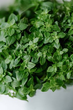 Tarafsız beyaz arka planda bir çanakta fesleğen