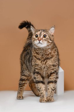 Bej arka planda evsiz kedi stüdyosu çekimi