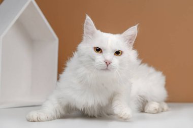 Bej bir arka planda evsiz beyaz kedi stüdyosu çekimi