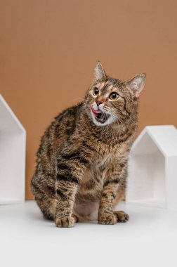 Bej arka planda evsiz kedi stüdyosu çekimi