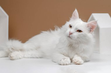 Bej bir arka planda evsiz beyaz kedi stüdyosu çekimi