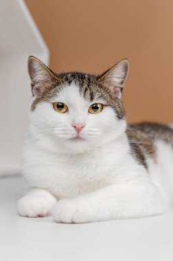 Bej arka planda evsiz kedi stüdyosu çekimi