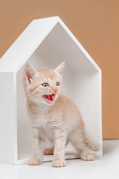 Evsiz Kızıl Kedi Yavrusu Stüdyosu Bej Bir Arka Planda Çekim — Stok fotoğraf