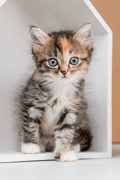 Bej Bir Arka Planda Evsiz Kedi Yavrusu Çekimleri — Stok fotoğraf