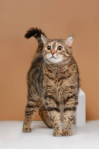 Bej arka planda evsiz kedi stüdyosu çekimi