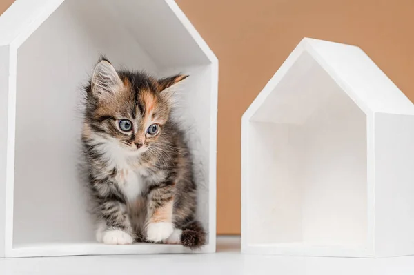 Sin Hogar Gatito Estudio Disparo Beige Fondo — Foto de Stock