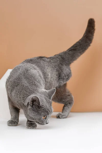 Bacakları Olmayan Evsiz Gri Kedi Bej Bir Arka Planda Çekim — Stok fotoğraf