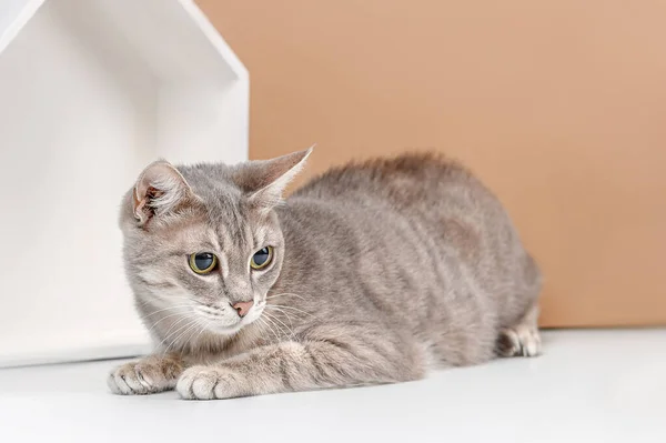 Estudio Gato Sin Hogar Rodaje Sobre Fondo Beige — Foto de Stock