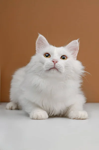 ベージュを背景にしたホームレスの白猫スタジオ撮影 — ストック写真