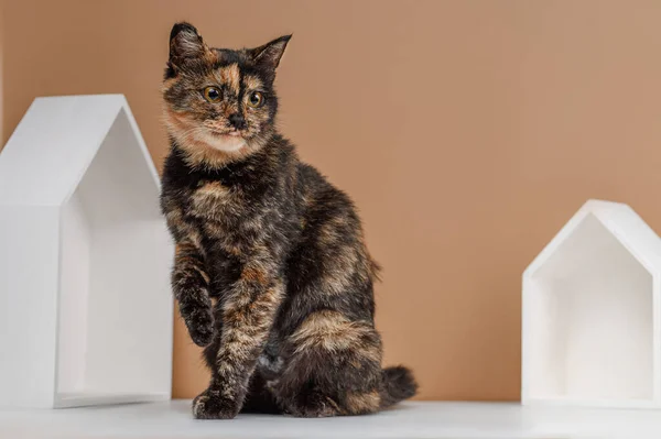 Sin Hogar Tricolor Gato Estudio Rodaje Beige Fondo — Foto de Stock