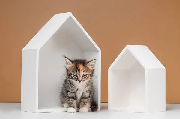 Sin Hogar Gatito Estudio Disparo Beige Fondo — Foto de Stock