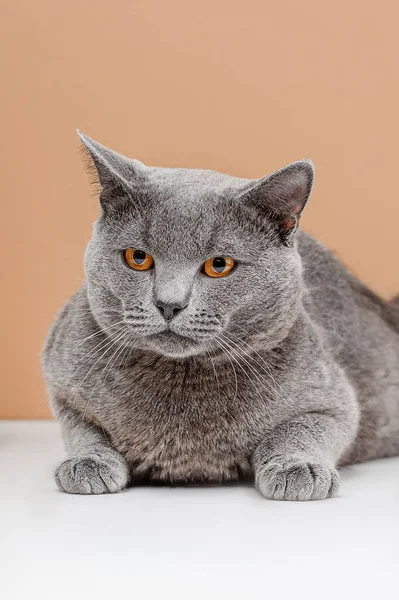 脚のないホームレスの灰色の猫がベージュの背景で撮影しています — ストック写真