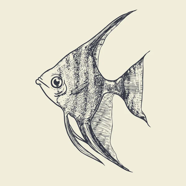 Sketch angelfish hand drawn — Stock Vector