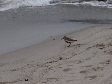 Arenshoop, Almanya 'da Baltık Denizi sahilinde yürüyen bir Dunlin var. Ayrıca Kızıl Sırtlı Çulluk olarak da bilinir..