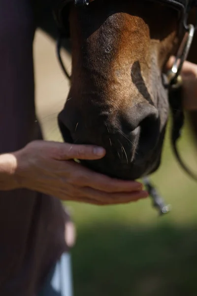 茶色の馬の鼻を撫でる女性の手の閉じる 優しさと動物の概念の世話 — ストック写真