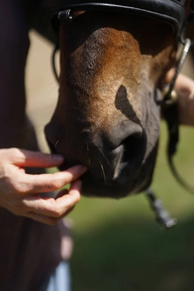 茶色の馬の鼻を撫でる女性の手の閉じる 優しさと動物の概念の世話 — ストック写真