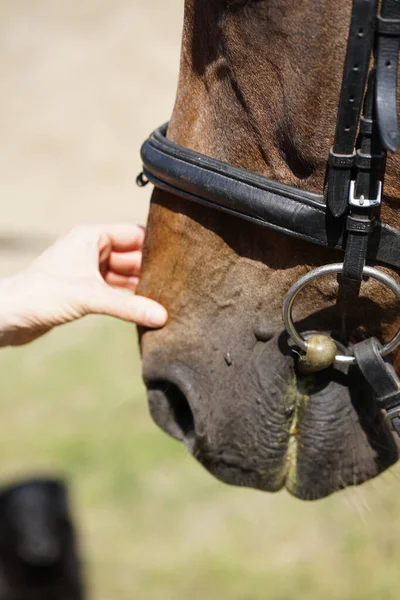 茶色の馬の鼻を撫でる女性の手の閉じる 優しさと動物の概念の世話 — ストック写真