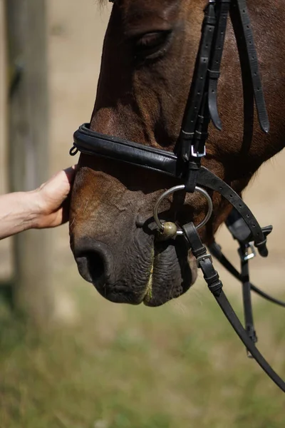 茶色の馬の鼻を撫でる女性の手の閉じる 優しさと動物の概念の世話 — ストック写真