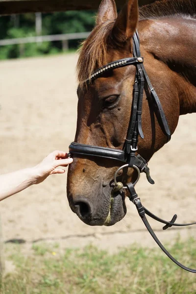 茶色の馬の鼻を撫でる女性の手の閉じる 優しさと動物の概念の世話 — ストック写真