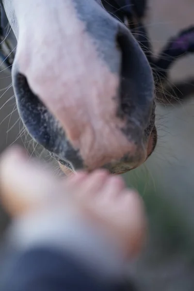 茶色の馬の鼻を撫でる女性の手の閉じる 優しさと動物の概念の世話 — ストック写真