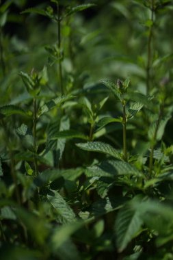 Naneli, Mentha piperita, ayrıca Mentha balsamea Wild olarak da bilinir. Nane ve nane karışımı bir nanedir..     