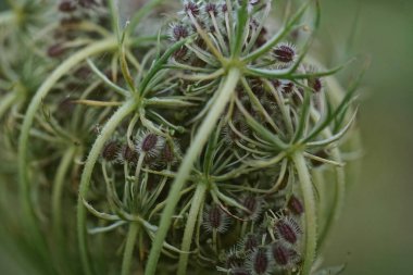 Beyaz kır çiçeği yaban havucu, kuş yuvası, daucus carota   