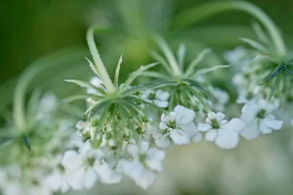 Flor Silvestre Blanca Zanahoria Silvestre Nido Aves Carota Daucus — Foto de Stock