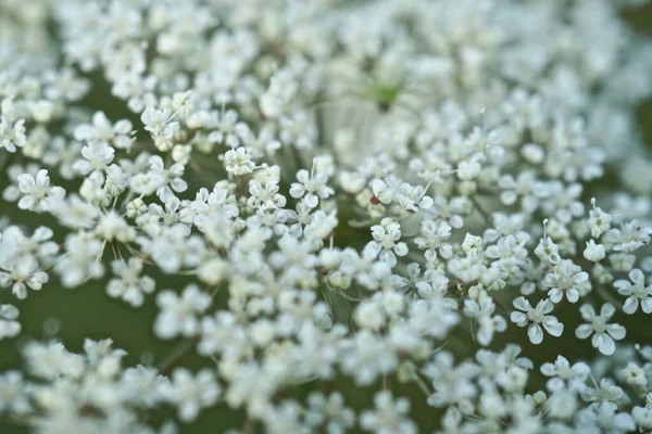 Flor Silvestre Blanca Zanahoria Silvestre Nido Aves Carota Daucus — Foto de Stock