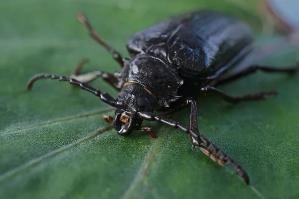 Närbild Honan Prionus Coriarius Art Långhornskalbagge Även Känd Som Garvaren — Stockfoto