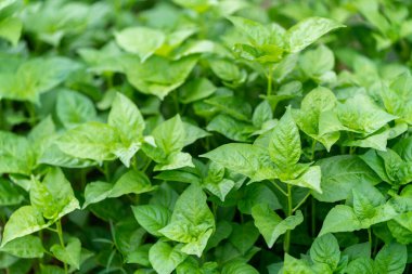 Tarlaya dikmeden önce filizlenmiş taze biber fidanlığı..