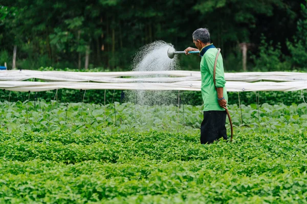 Agricoltore Asiatico Irrigazione Germoglio Vegetale Con Tubo Gomma Nei Campi — Foto Stock