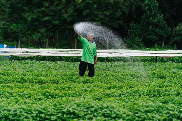 Agricoltore Asiatico Irrigazione Germoglio Vegetale Con Tubo Gomma Nei Campi — Foto Stock