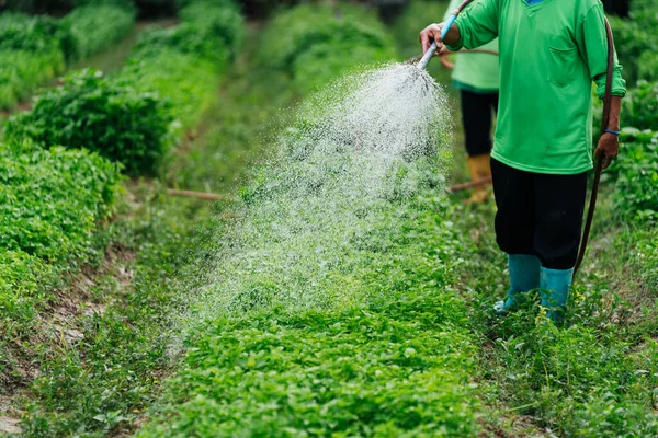 Chiudi Coltivatore Asiatico Irrigazione Germoglio Vegetale Con Tubo Gomma Nei — Foto Stock