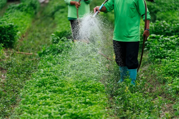 Chiudi Coltivatore Asiatico Irrigazione Germoglio Vegetale Con Tubo Gomma Nei — Foto Stock