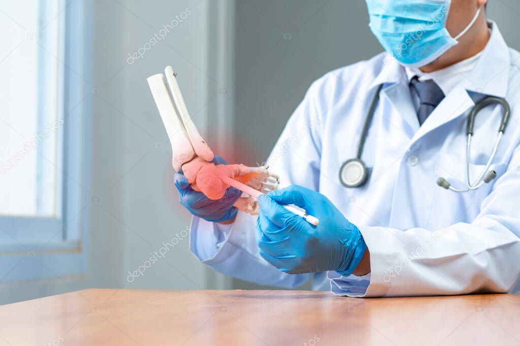 close-up hand wear medical gloves doctor in medical gloves holds artificial boneof the foot  in clinic, Concept of medical orthopedic treatment