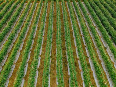 Domates bitkisinin hava görüntüsü yeşil arka plan, tarım endüstrisi konsepti