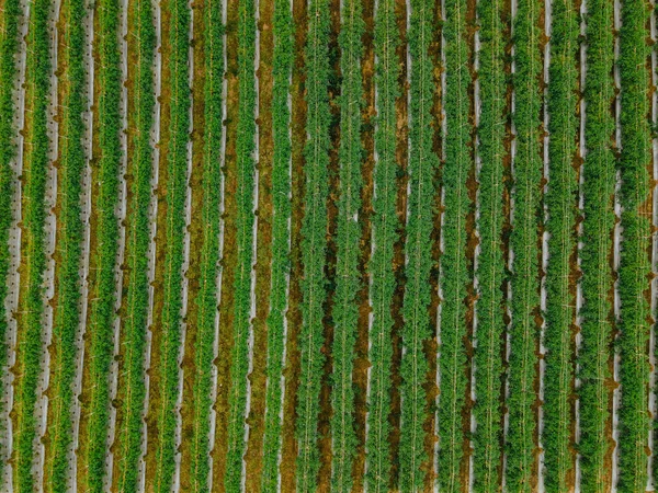 トマトの植物緑の背景のトップビューパターン 農業業界のコンプ — ストック写真