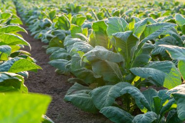 Tütün ağacını kapat, Genç yeşil tütün bitkisi tarlada.