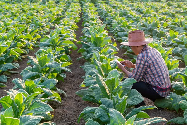 Asian Farmer Use Mobile Phone Monitor Growth Tobacco Plant Leaves — Stock Photo, Image