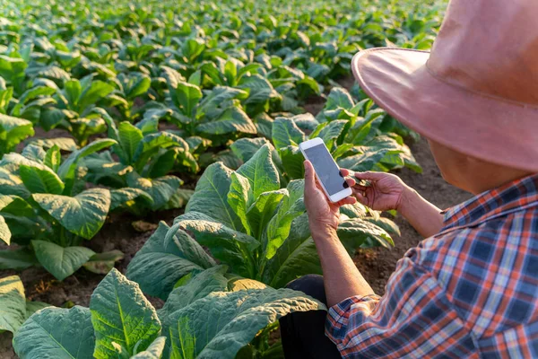 Close Asian Farmer Use Mobile Phone Monitor Growth Tobacco Plant — Stock Photo, Image