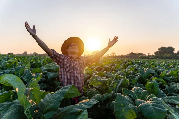 Freedom Asian Farmer Standing Tobacco Farm Agriculture Industry — Stock Photo, Image