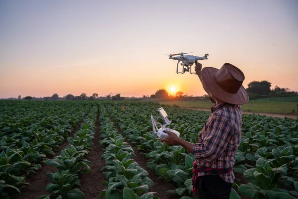 Farmer Flying Drones Survey Areas Tobacco Plantation Young Green Tobacco — Stock Photo, Image